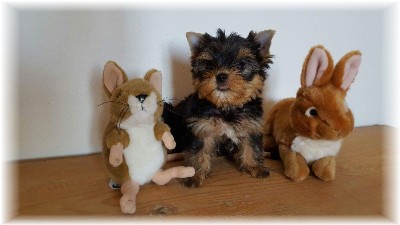 cuccioli yorkshire disponibili bergamo
