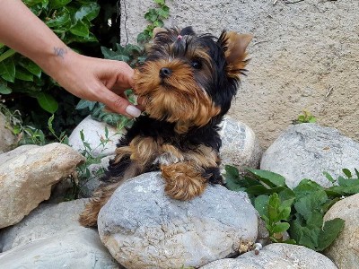 cuccioli yorkshire terrier vendita bergamo